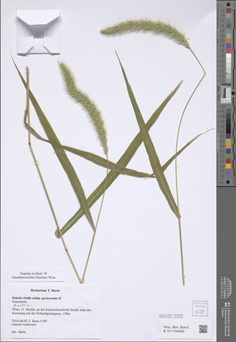 Setaria viridis pycnocoma - (Steud.)Tzvelev. — photo