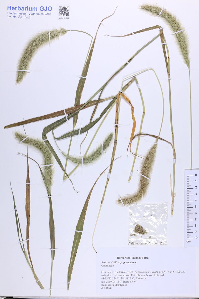 Setaria viridis pycnocoma - (Steud.)Tzvelev.