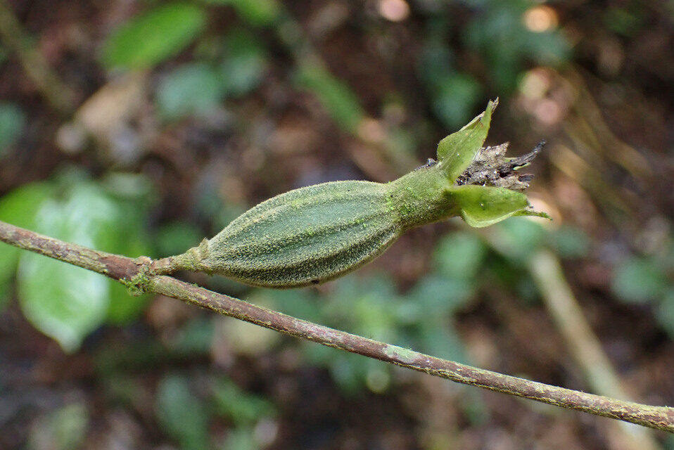 Sherbournia batesii — photo