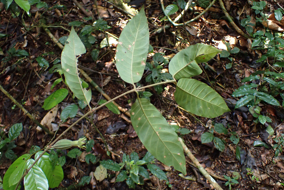 Sherbournia batesii — photo