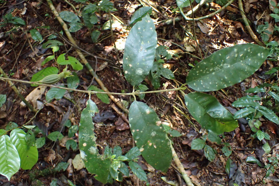 Sherbournia batesii