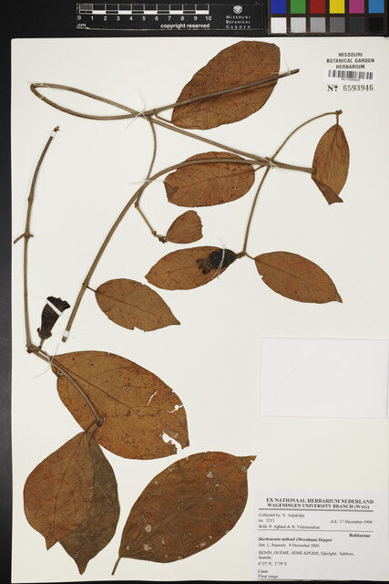 Sherbournia millenii — photo