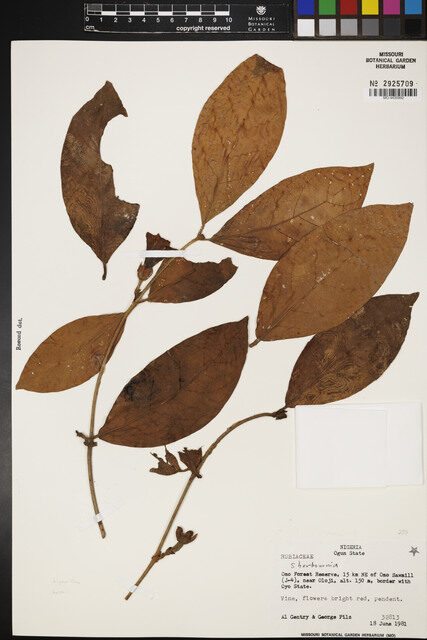 Sherbournia millenii — photo