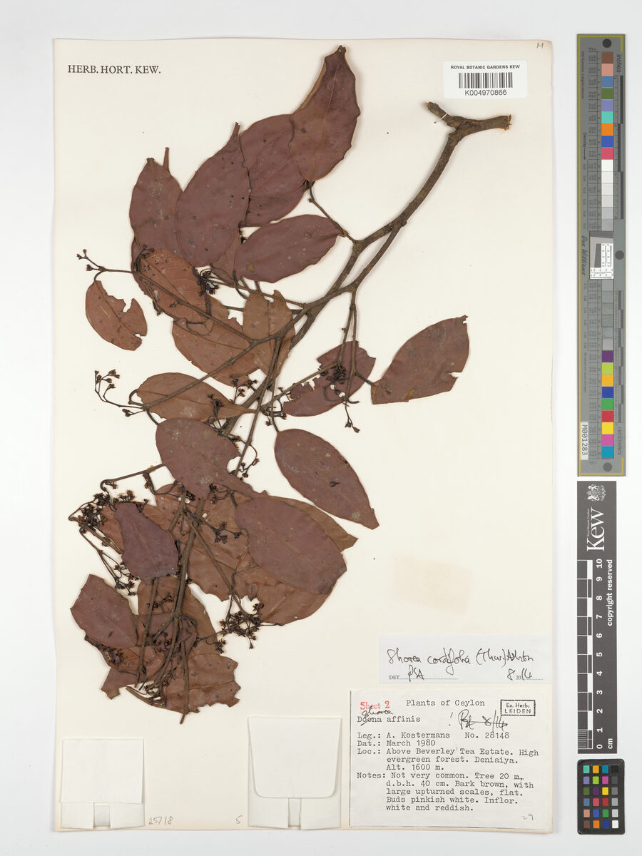Shorea cordifolia — photo