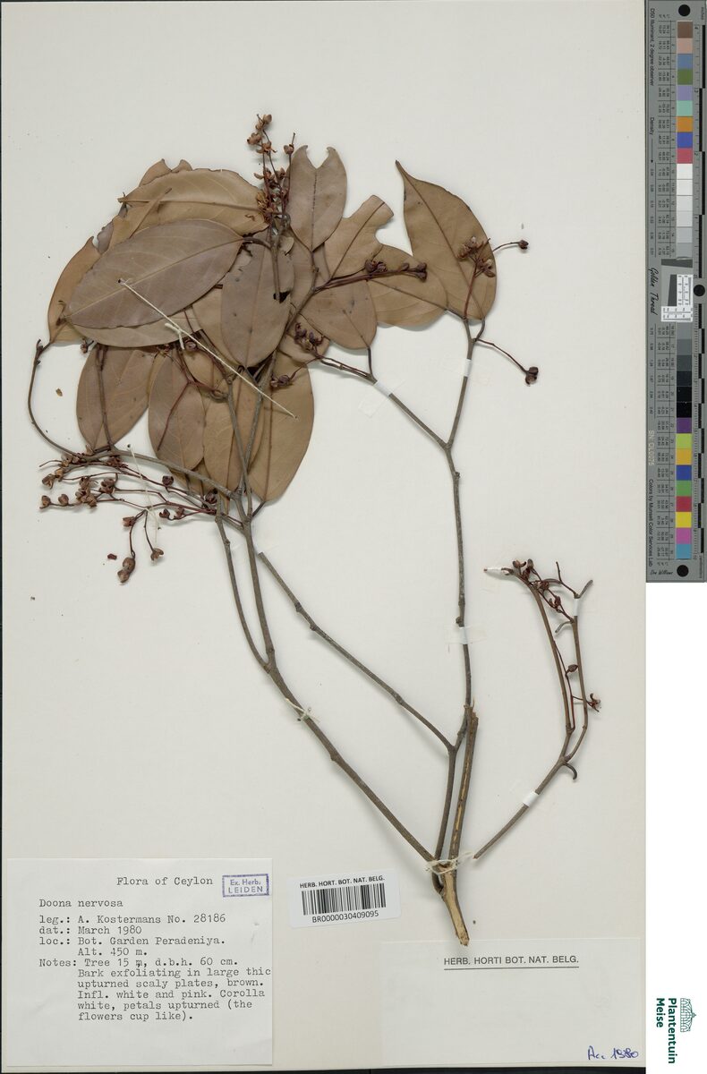 Shorea cordifolia