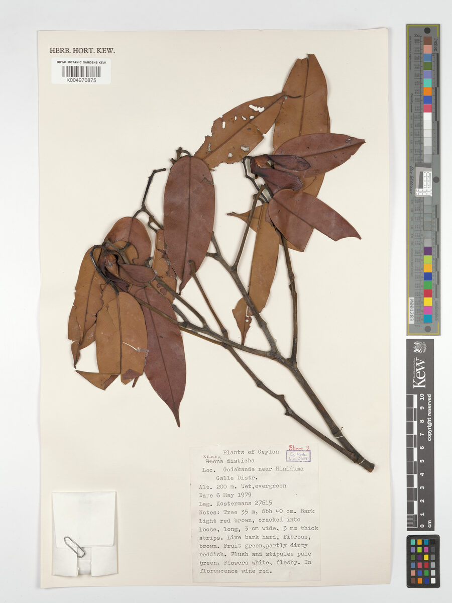 Shorea disticha — photo