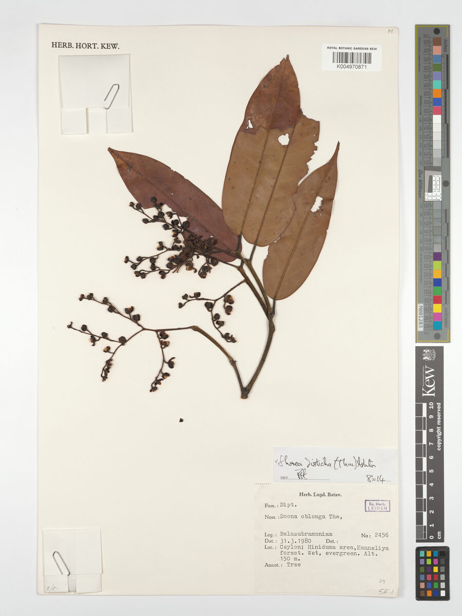 Shorea disticha