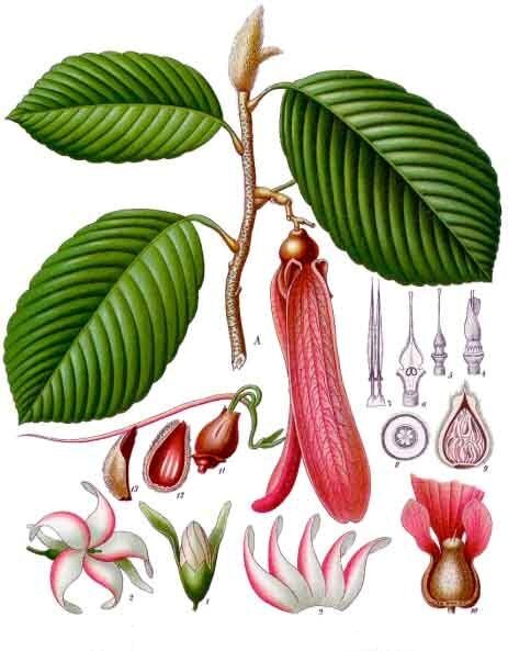 Shorea dyeri