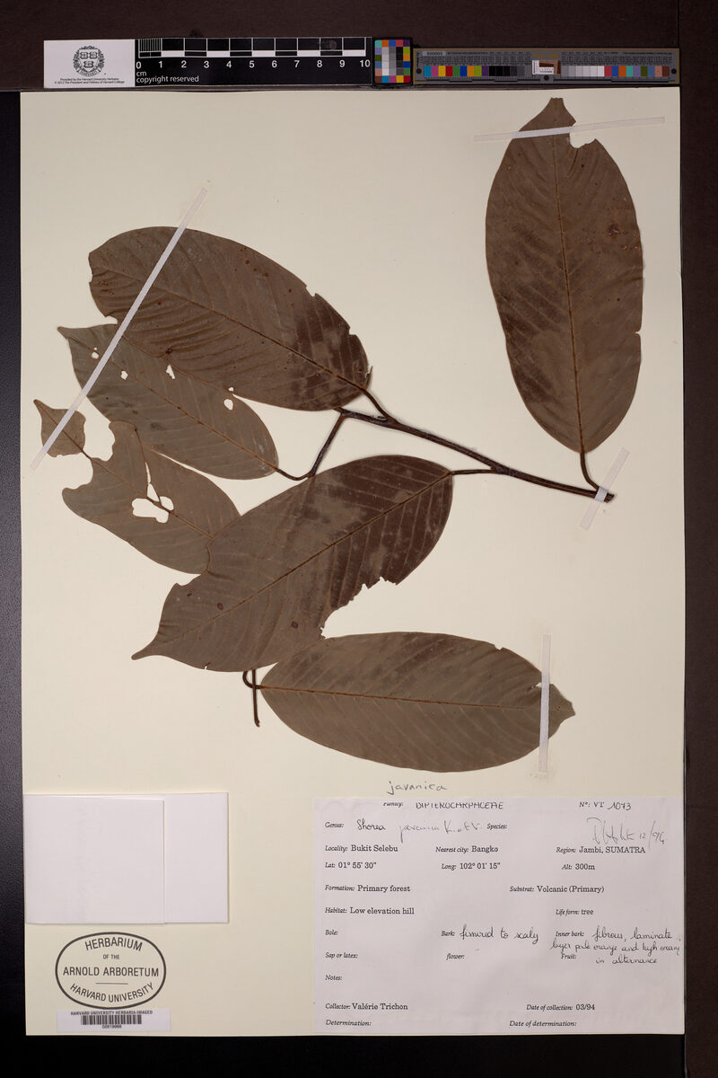 Shorea javanica
