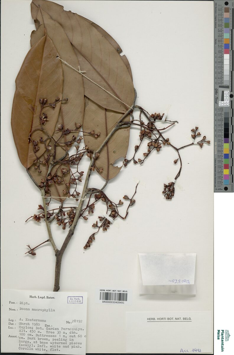 Shorea megistophylla