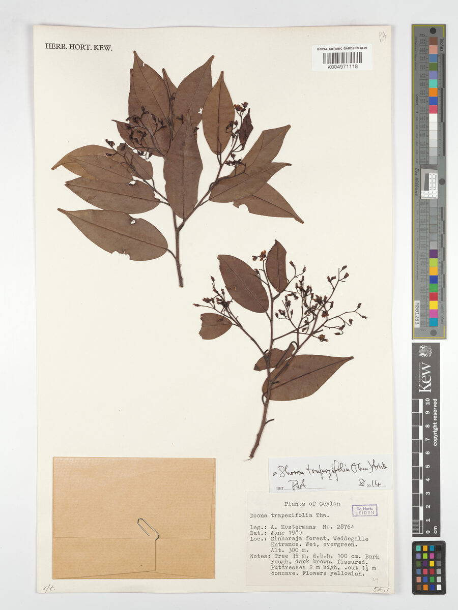 Shorea trapezifolia — photo
