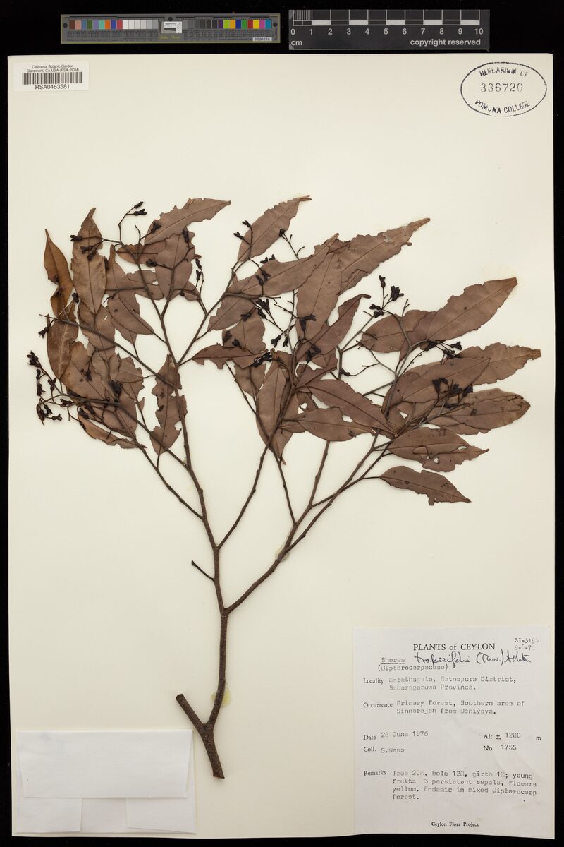 Shorea trapezifolia — photo