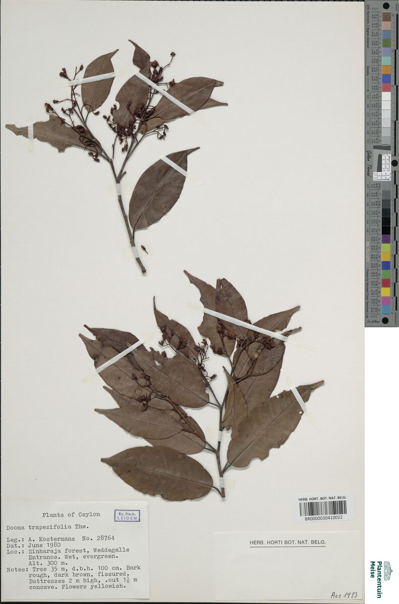 Shorea trapezifolia