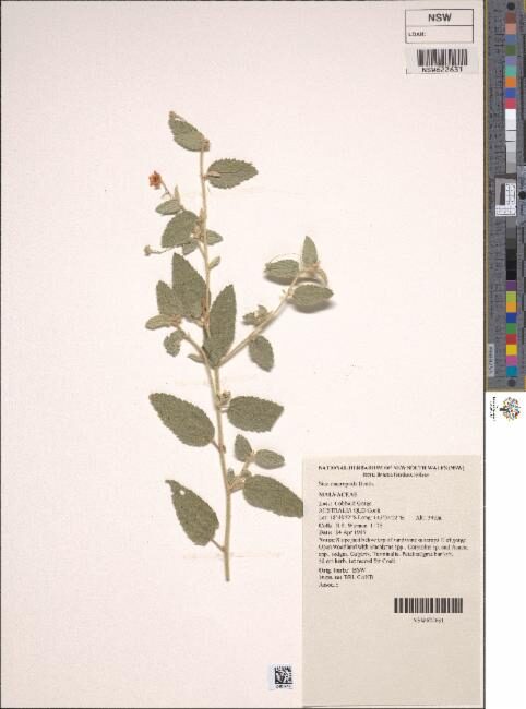 Sida macropoda — photo