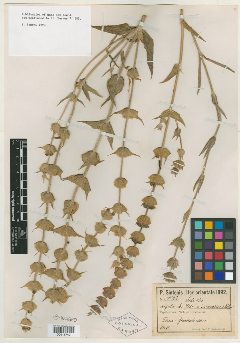 Sideritis arguta