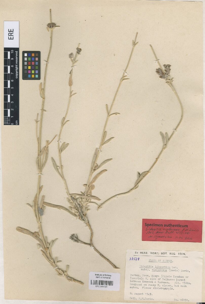 Sideritis libanotica subsp. violascens — photo