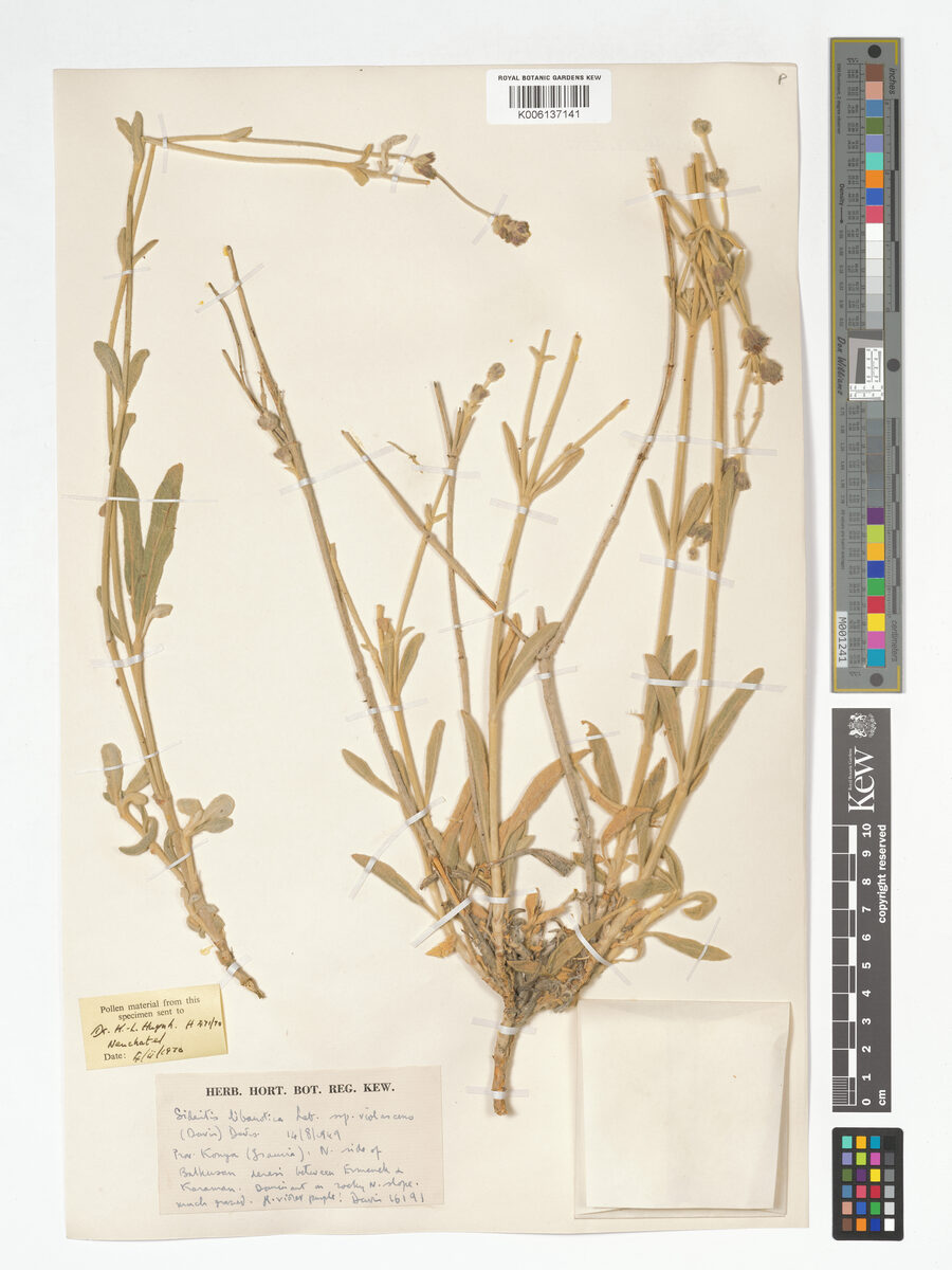 Sideritis libanotica subsp. violascens — photo