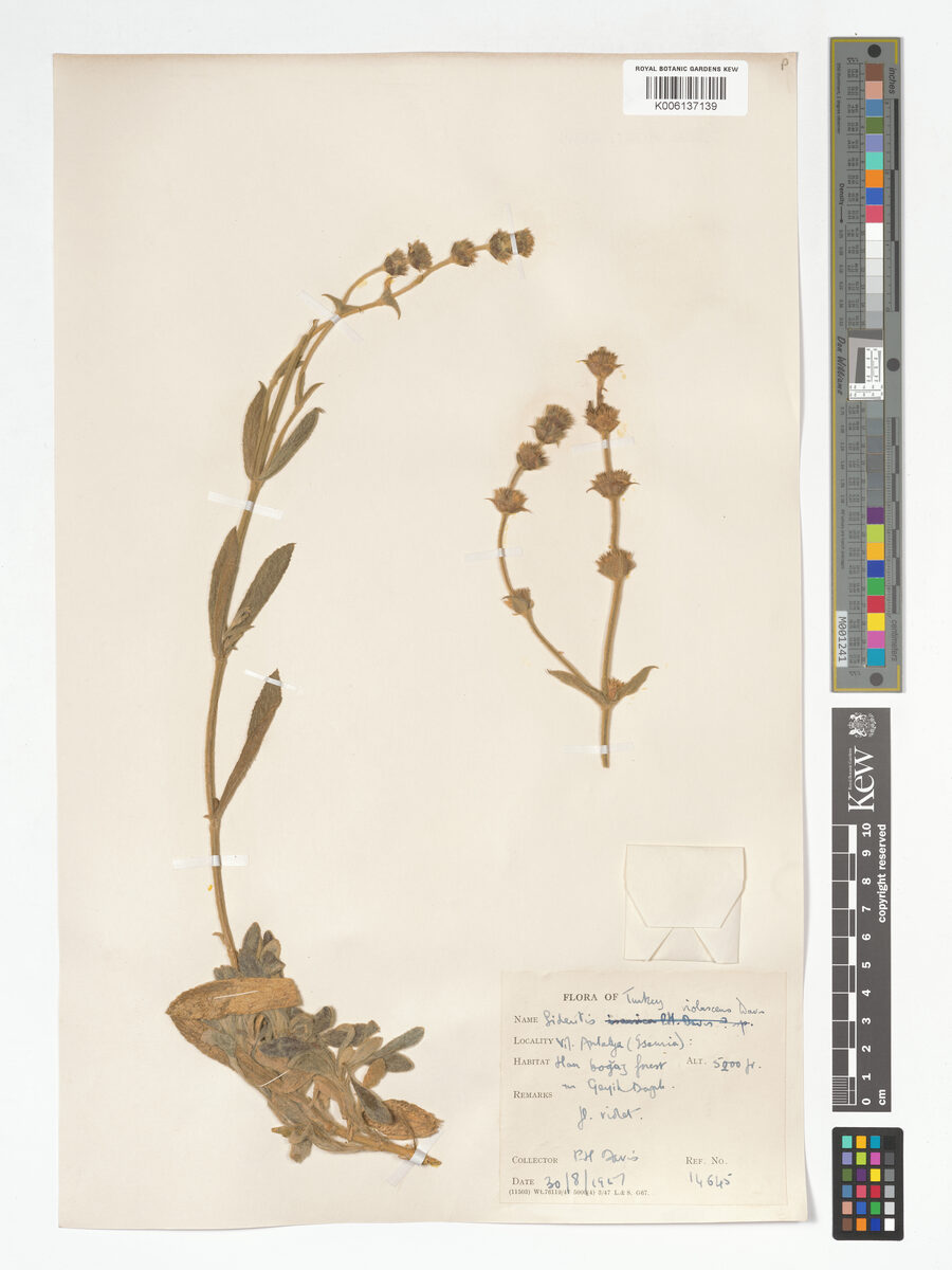 Sideritis libanotica subsp. violascens