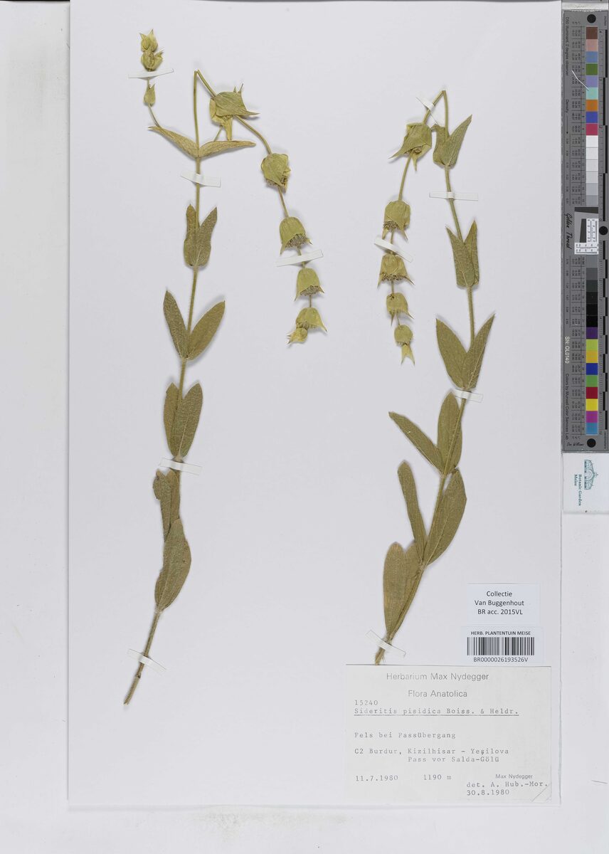 Sideritis pisidica — photo