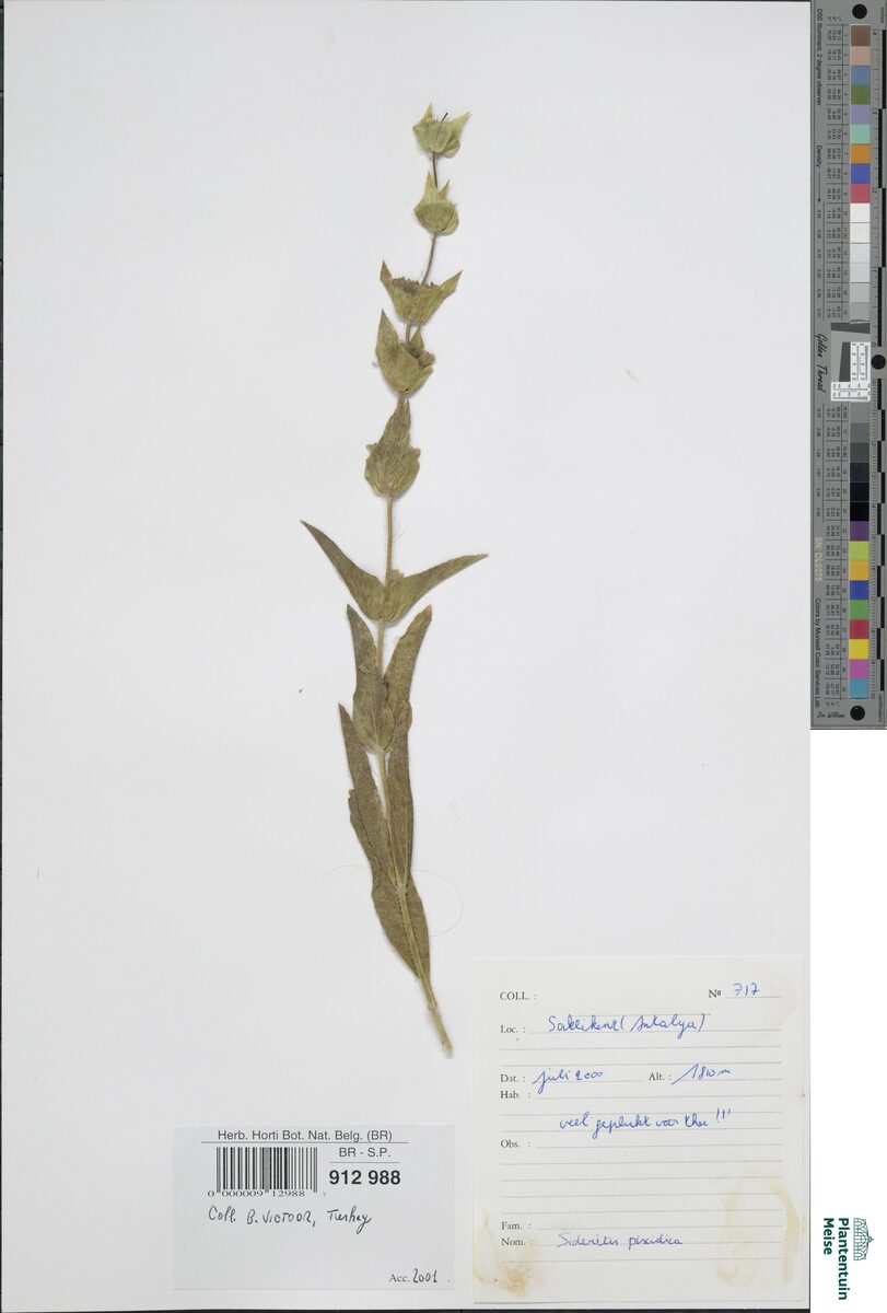 Sideritis pisidica