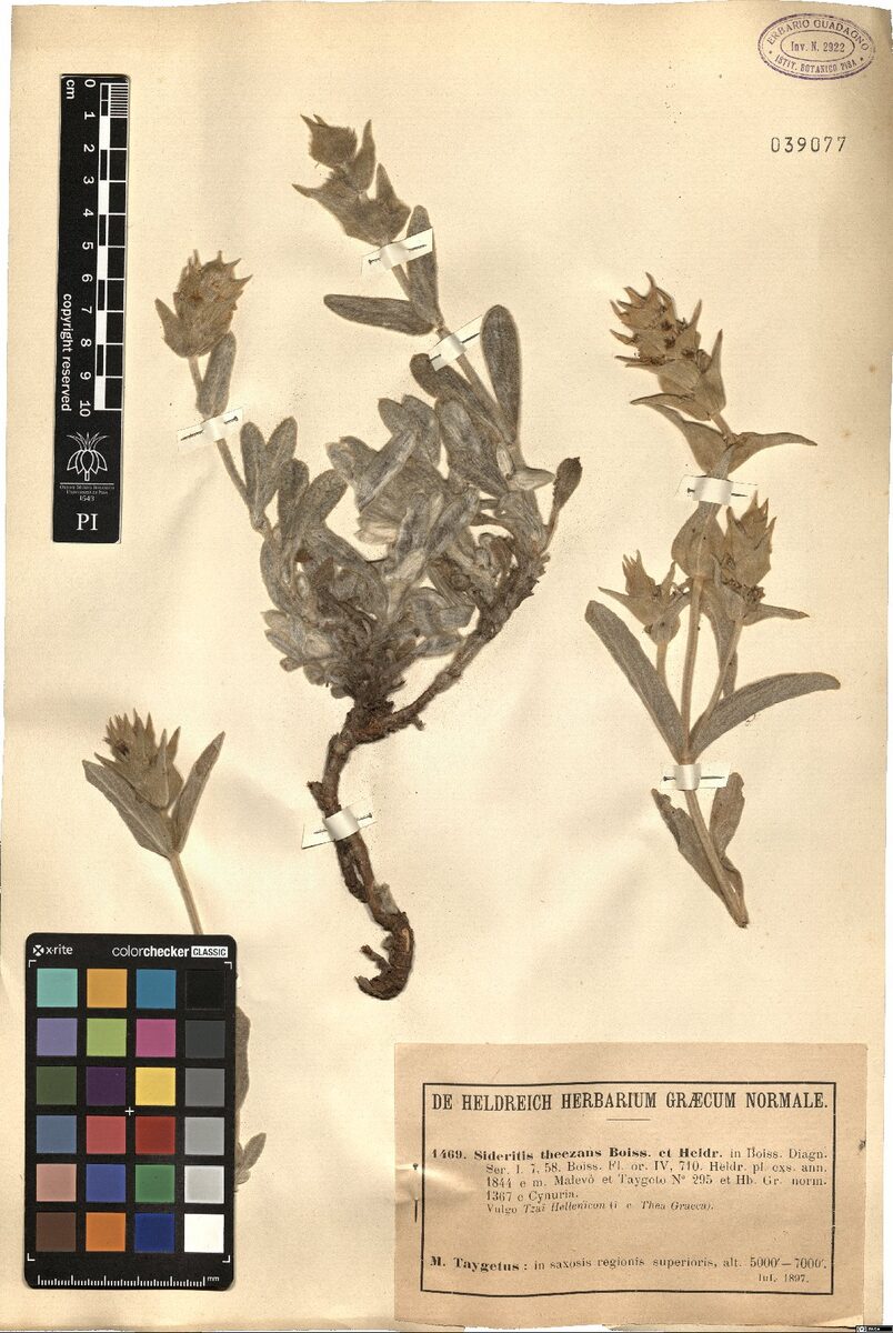Sideritis theezans