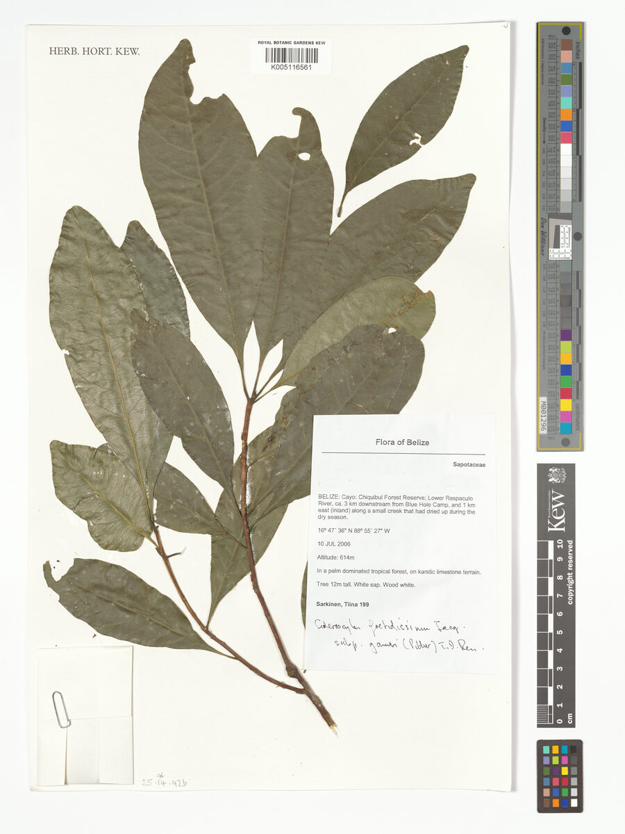 Sideroxylon foetidissimum subsp. gaumeri (Tortugo amarillo) — photo