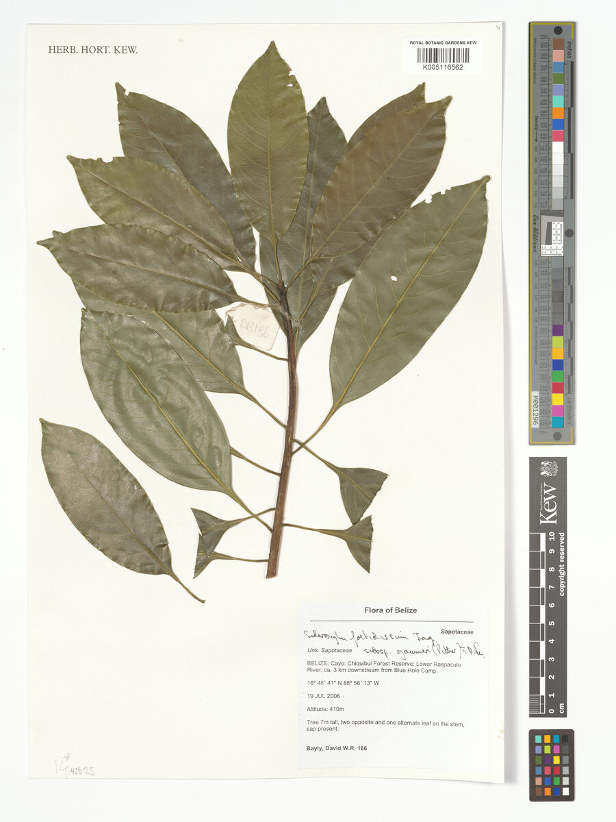 Sideroxylon foetidissimum subsp. gaumeri (Tortugo amarillo) — photo