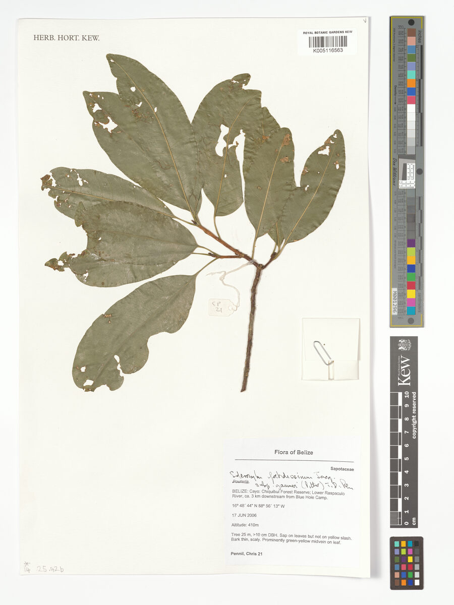 Sideroxylon foetidissimum subsp. gaumeri