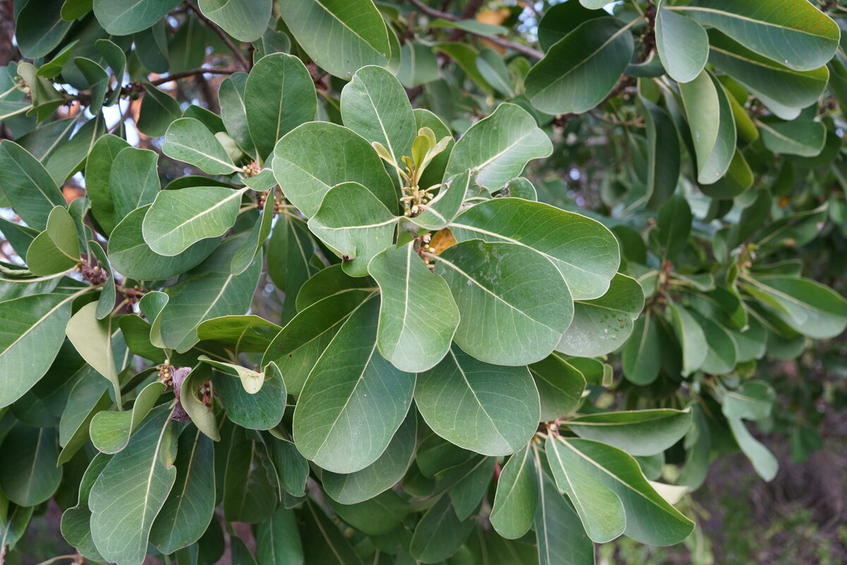 Sideroxylon inerme subsp. diospyroides — photo