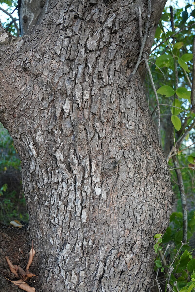 Sideroxylon inerme subsp. diospyroides — photo