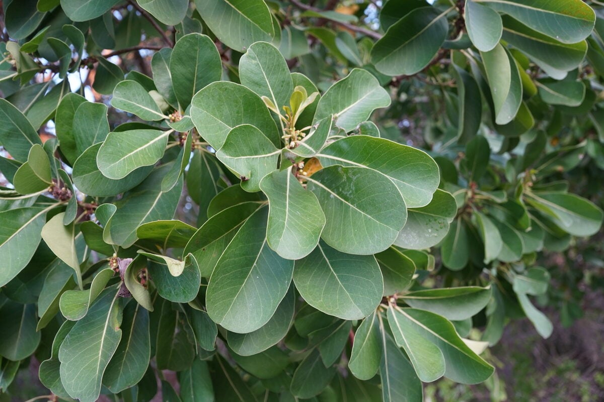 Sideroxylon inerme subsp. diospyroides