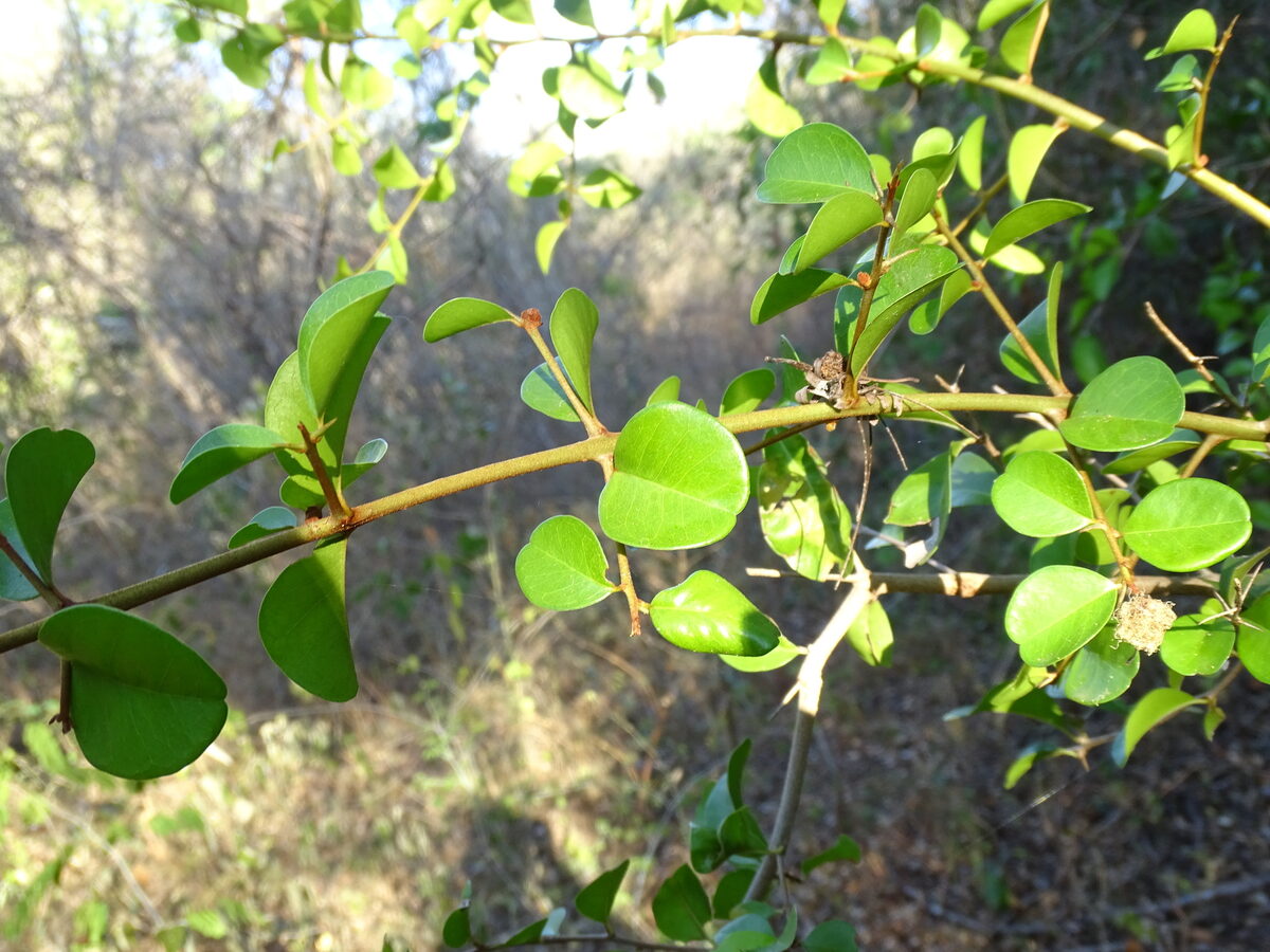 Sideroxylon obtusifolium subsp. buxifolium (Avalo) — photo