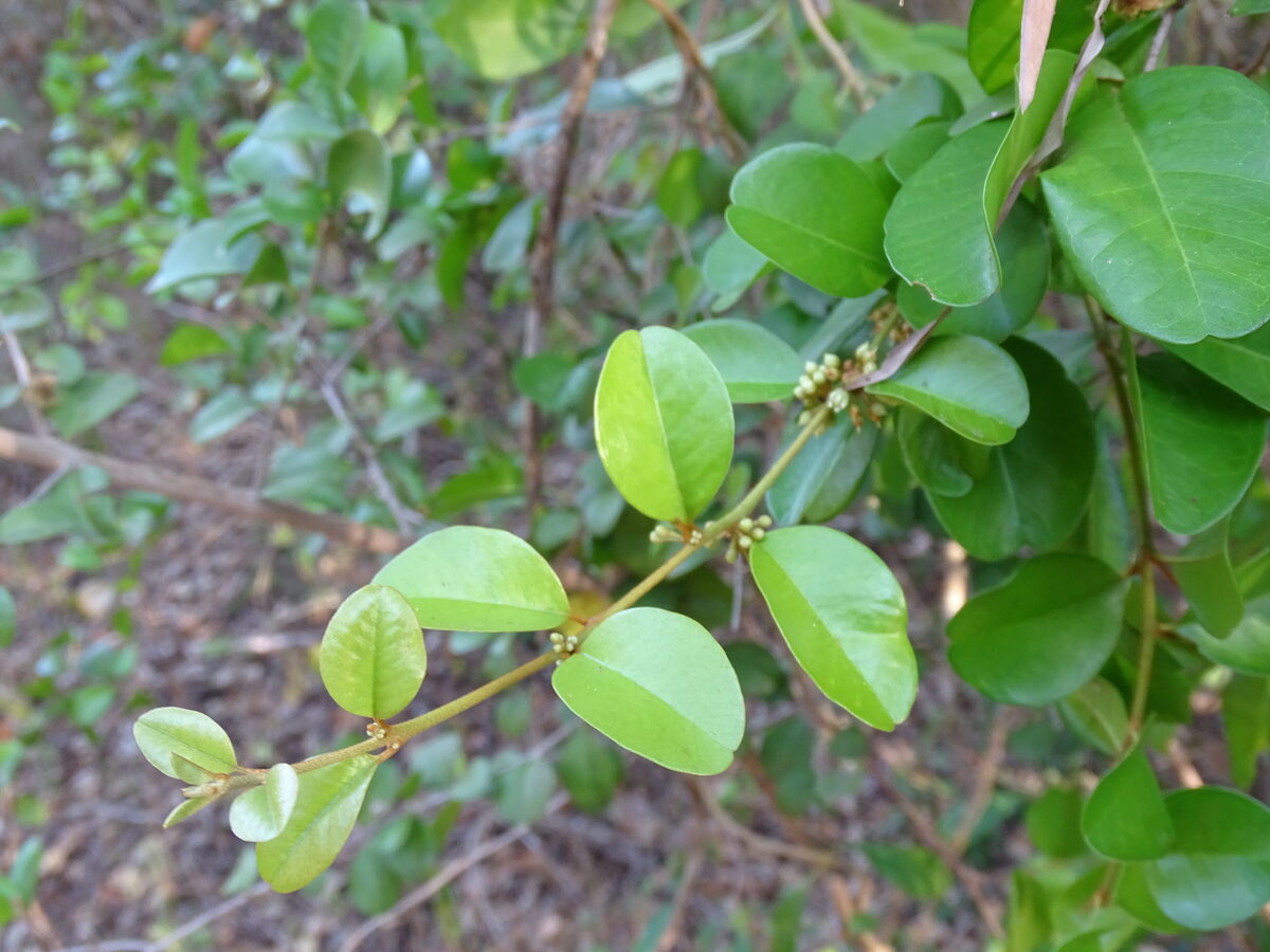 Sideroxylon obtusifolium subsp. buxifolium (Avalo) — photo