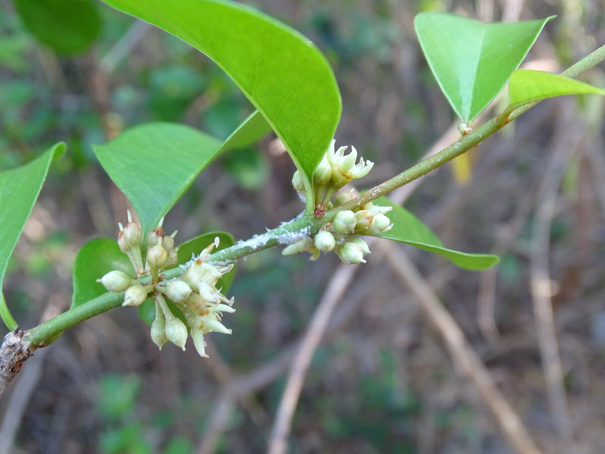 Sideroxylon obtusifolium subsp. buxifolium