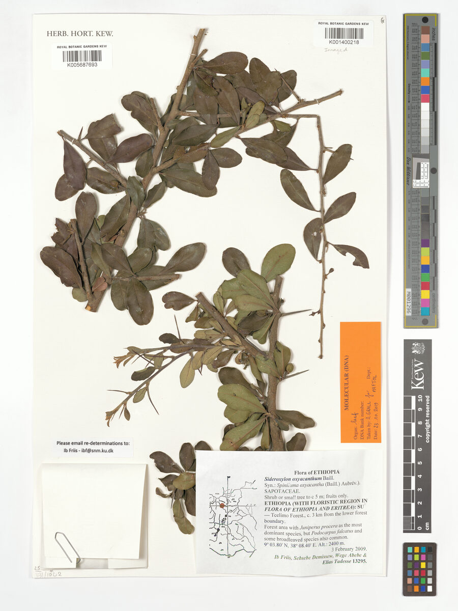 Sideroxylon oxyacanthum — photo