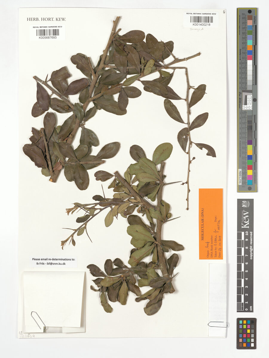 Sideroxylon oxyacanthum — photo