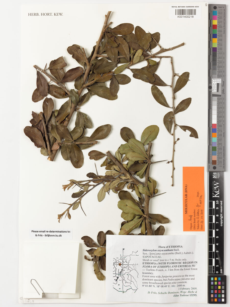 Sideroxylon oxyacanthum