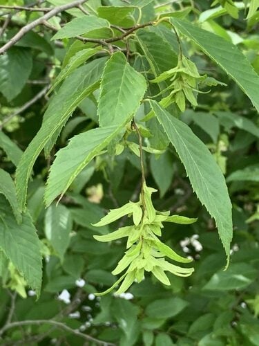 Sideroxylon tenax (Ironwood) — photo