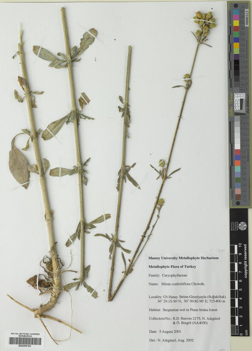 Silene confertiflora — photo