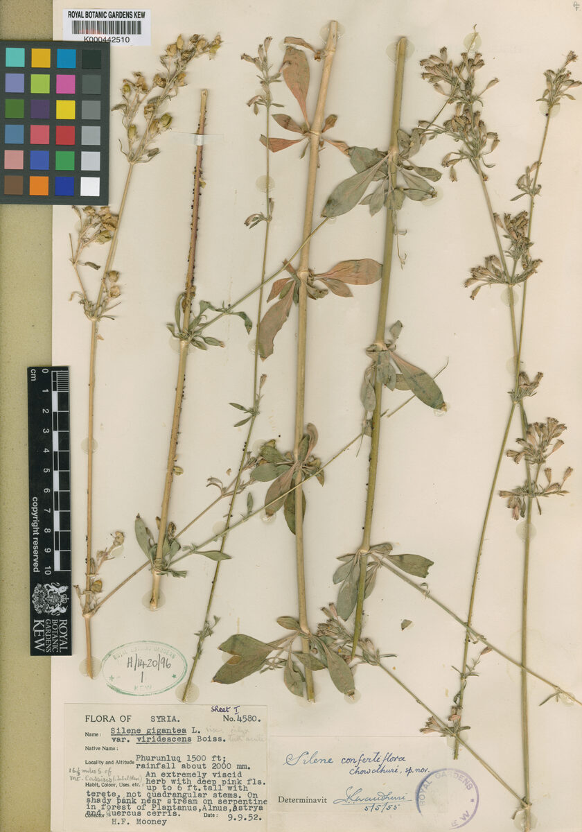 Silene confertiflora — photo