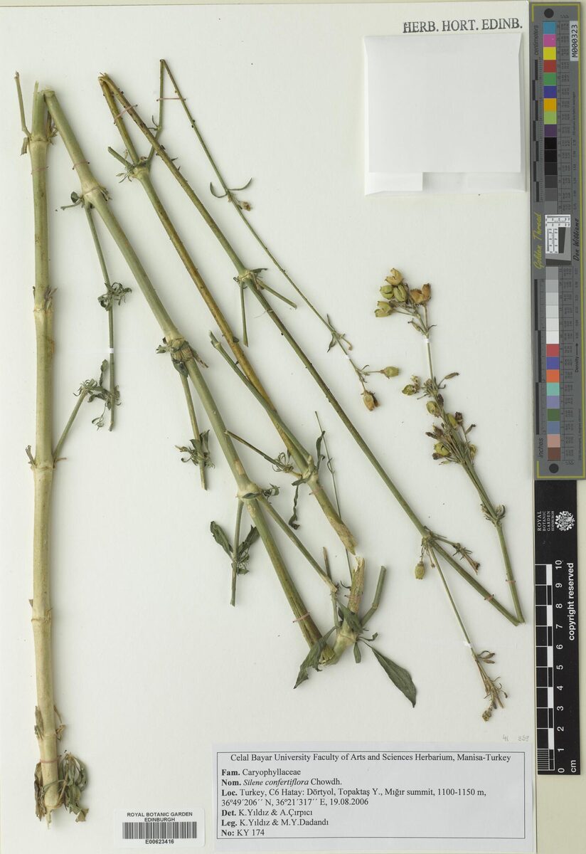 Silene confertiflora