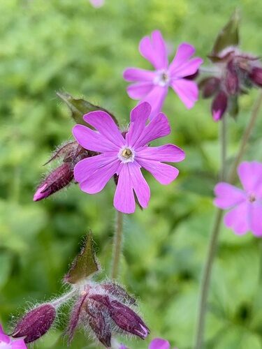 Silene firma (Catchfly) — photo