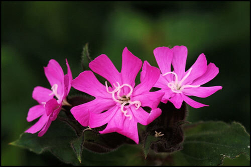 Silene firma (Catchfly) — photo