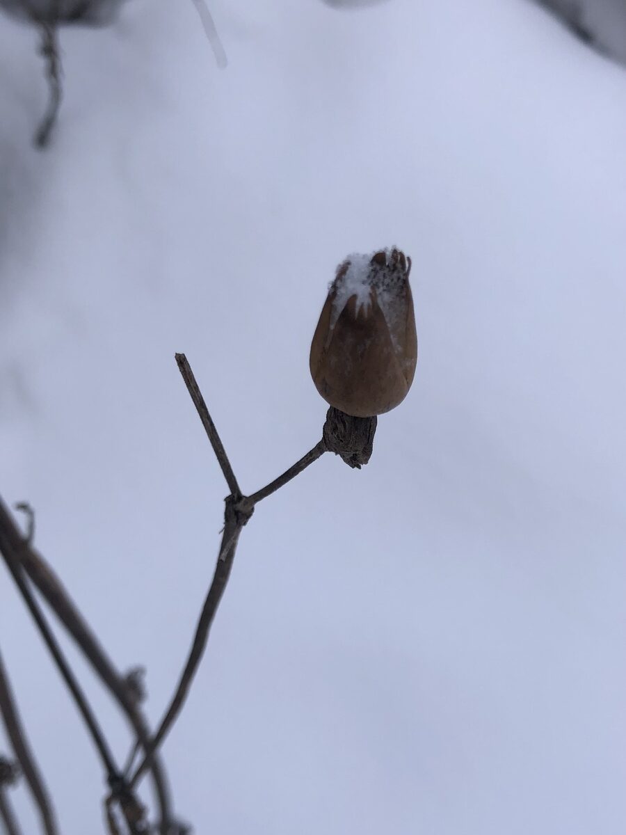 Silene latifolia subsp. alba