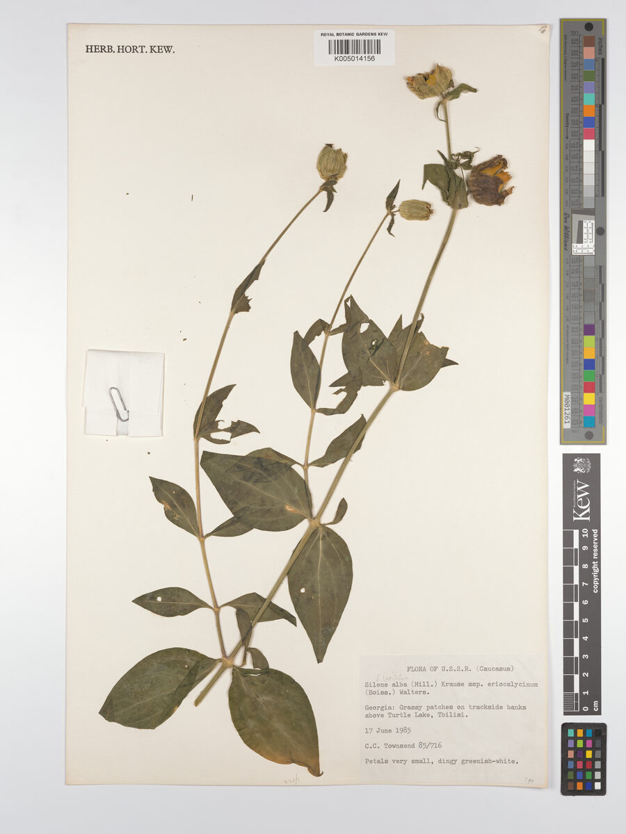 Silene latifolia subsp. eriocalycina — photo