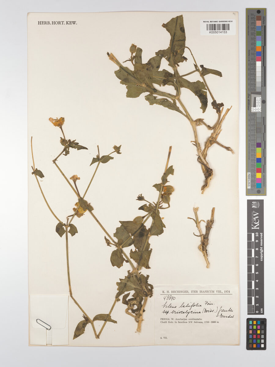 Silene latifolia subsp. eriocalycina — photo