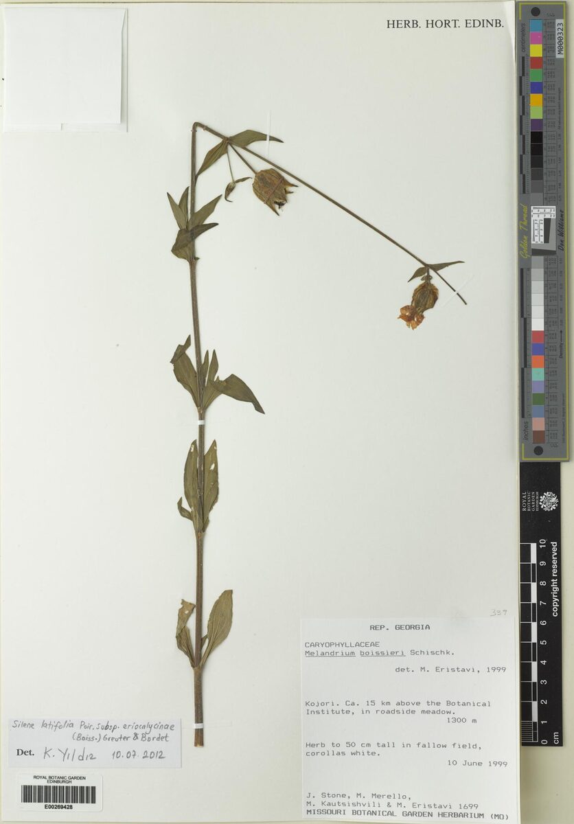 Silene latifolia subsp. eriocalycina