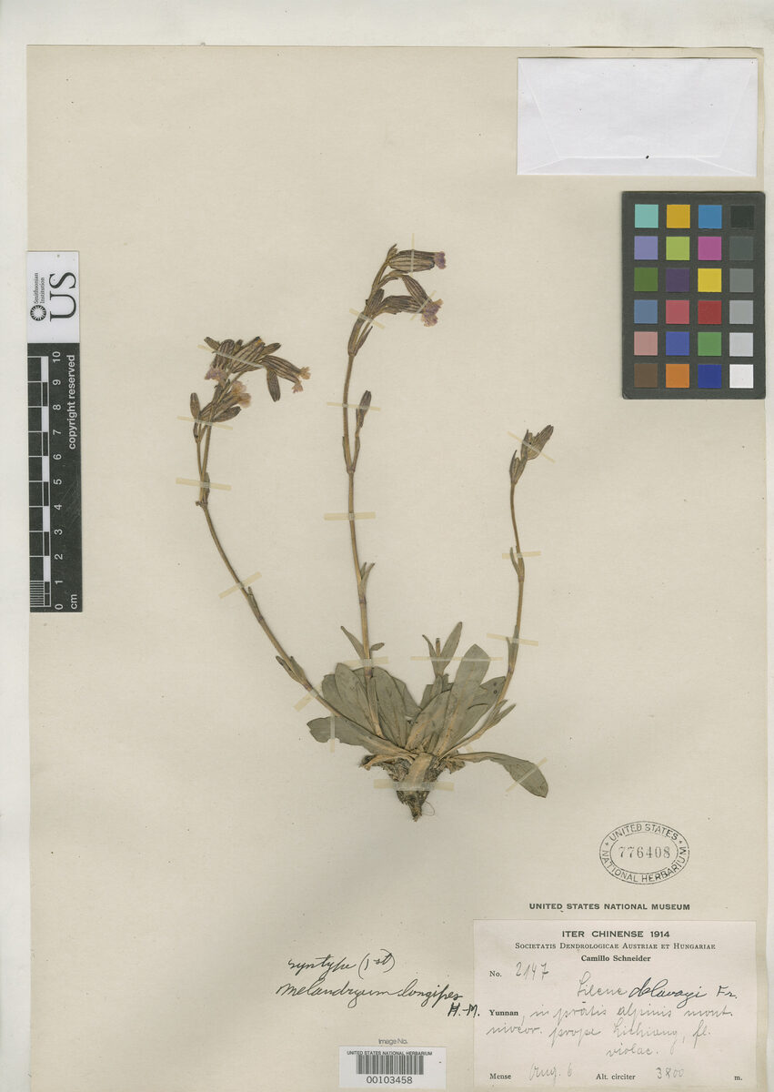 Silene melanantha