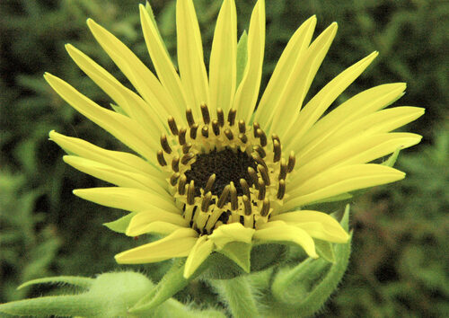 Silphium laciniatum (Compass Plant) — photo