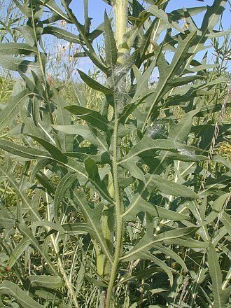 Silphium laciniatum (Compass Plant) — photo